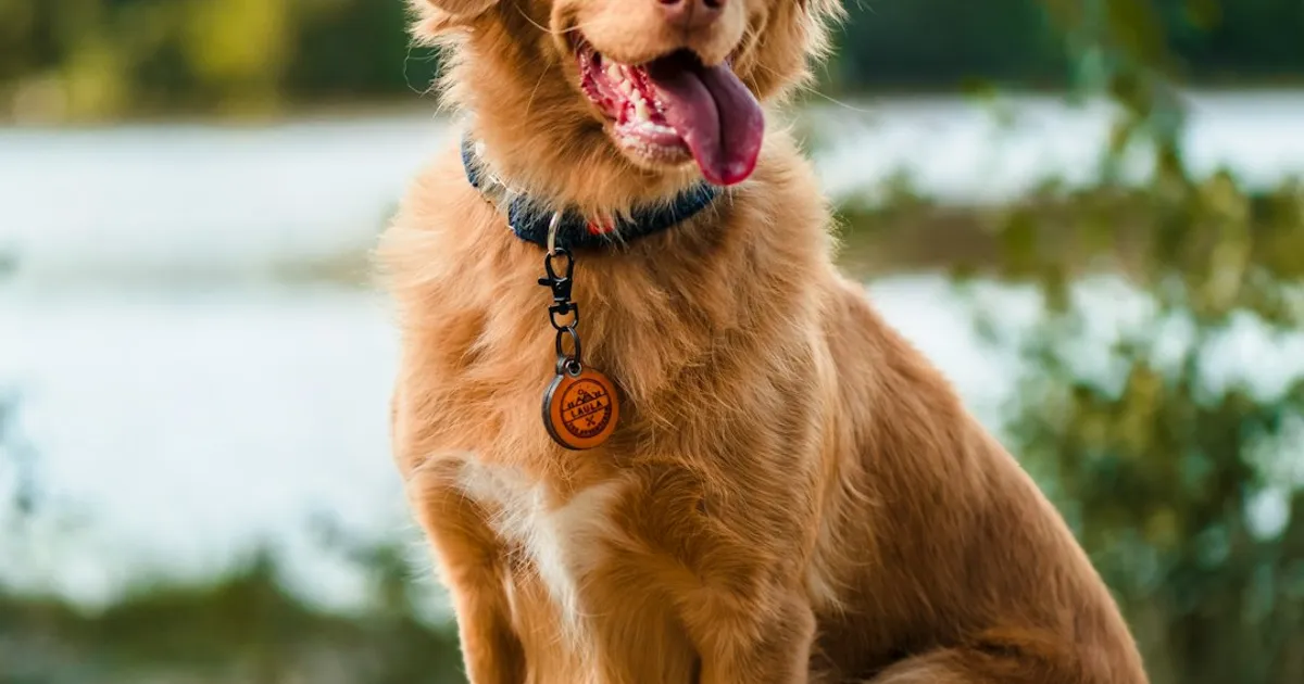 Brown long-coated dog sitting on gray concrete floor during daytime